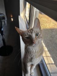 Found/Stray Female Cat last seen Near N Plano Rd Unit 4000 Richardson, TX 75082 United States, Richardson, TX 75082