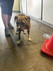 Shelter Stray Female Dog last seen , 1850 W 60th St, Los Angeles, CA 90047, USA