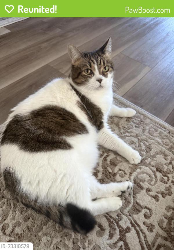 Reunited Female Cat last seen Quail Glen road and Dove Creek lane, Carrollton, TX 75006