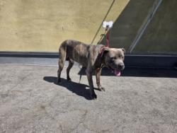 Shelter Stray Male Dog last seen , 1850 W 60th St, Los Angeles, CA 90047, USA