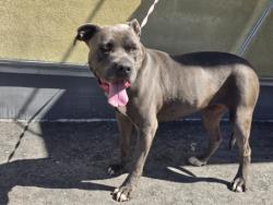 Shelter Stray Female Dog last seen , 1850 W 60th St, Los Angeles, CA 90047, USA