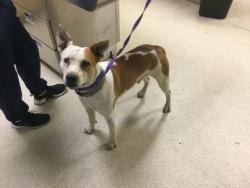 Shelter Stray Male Dog last seen Near BLOCK WATERWELL CT, RIVERSIDE, CA, 6851 Van Buren Boulevard, Jurupa Valley, CA 92509, USA