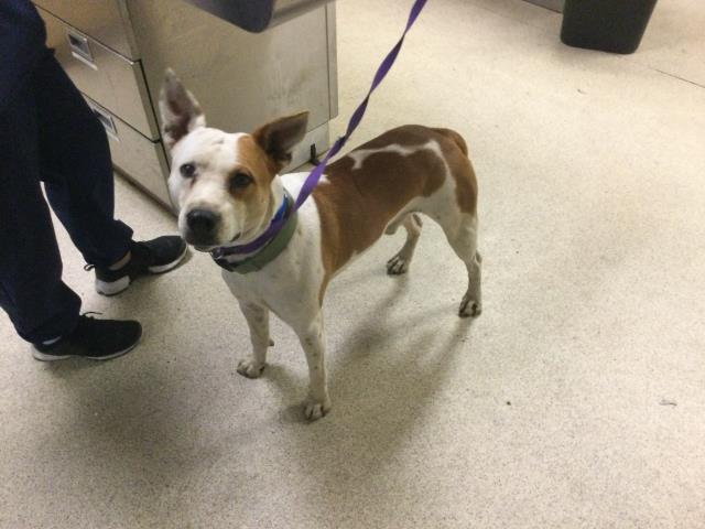 Shelter Stray Male Dog last seen Near BLOCK WATERWELL CT, RIVERSIDE, CA, 6851 Van Buren Boulevard, Jurupa Valley, CA 92509, USA