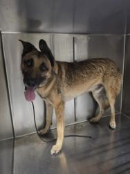 Shelter Stray Male Dog last seen , 1850 W 60th St, Los Angeles, CA 90047, USA