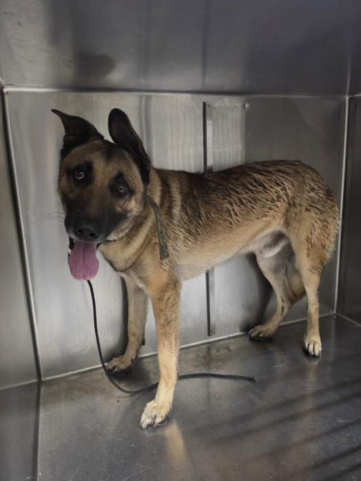 Shelter Stray Male Dog last seen , 1850 W 60th St, Los Angeles, CA 90047, USA