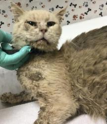 Shelter Stray Male Cat last seen RUTILE ST/ JURUPA ST, JURUPA VALLEY, 6851 Van Buren Boulevard, Jurupa Valley, CA 92509, USA