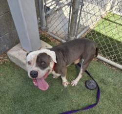 Shelter Stray Male Dog last seen , 1850 W 60th St, Los Angeles, CA 90047, USA