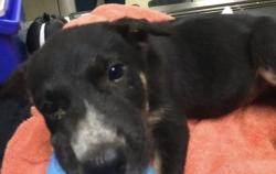 Shelter Stray Female Dog last seen Near BLOCK POPPY HILL DR, PERRIS, CA, 6851 Van Buren Boulevard, Jurupa Valley, CA 92509, USA