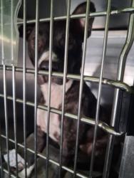 Shelter Stray Female Dog last seen , 1850 W 60th St, Los Angeles, CA 90047, USA