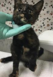 Shelter Stray Female Cat last seen Near BLOCK PEGASUS DR, RIVERSIDE CA 92503, 6851 Van Buren Boulevard, Jurupa Valley, CA 92509, USA