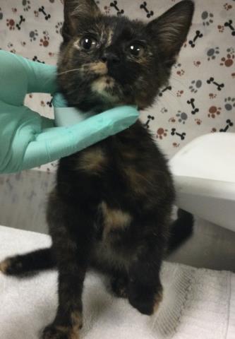 Shelter Stray Female Cat last seen Near BLOCK PEGASUS DR, RIVERSIDE CA 92503, 6851 Van Buren Boulevard, Jurupa Valley, CA 92509, USA