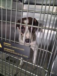 Shelter Stray Male Dog last seen , 1850 W 60th St, Los Angeles, CA 90047, USA