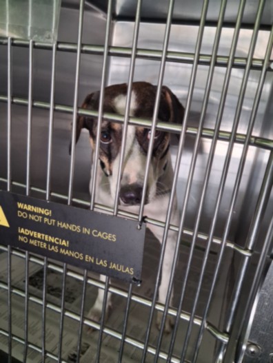 Shelter Stray Male Dog last seen , 1850 W 60th St, Los Angeles, CA 90047, USA