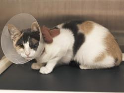 Shelter Stray Female Cat last seen 87TH AVE/INDIN SCHOOL, 5501 E Van Buren St, Phoenix, AZ 85008, USA