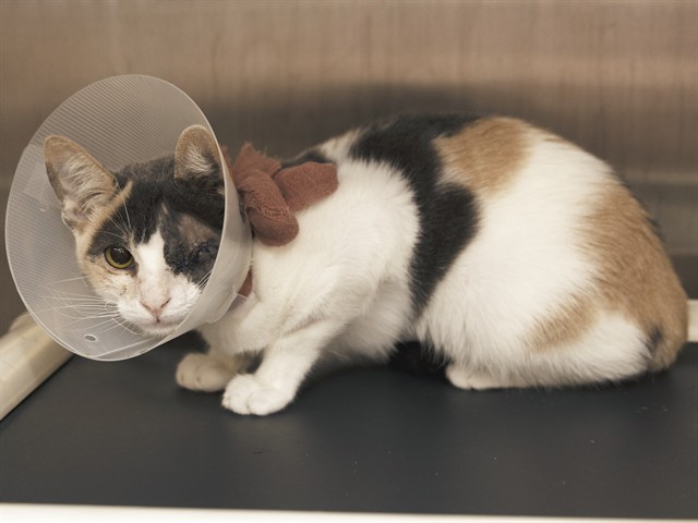 Shelter Stray Female Cat last seen 87TH AVE/INDIN SCHOOL, 5501 E Van Buren St, Phoenix, AZ 85008, USA