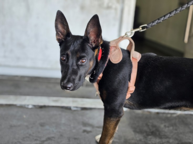 Shelter Stray Female Dog last seen , 1850 W 60th St, Los Angeles, CA 90047, USA
