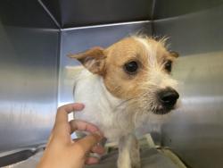 Shelter Stray Male Dog last seen , 1850 W 60th St, Los Angeles, CA 90047, USA