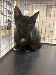 Shelter Stray Unknown Cat last seen , 232 Eslinger Way, Sanford, FL 32773, USA