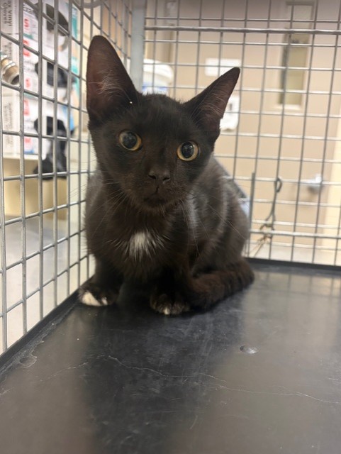 Shelter Stray Unknown Cat last seen , 232 Eslinger Way, Sanford, FL 32773, USA