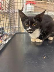 Shelter Stray Unknown Cat last seen , 232 Eslinger Way, Sanford, FL 32773, USA