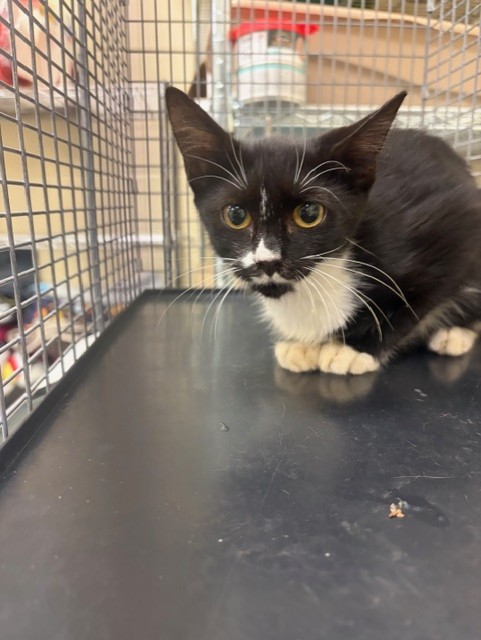 Shelter Stray Unknown Cat last seen , 232 Eslinger Way, Sanford, FL 32773, USA