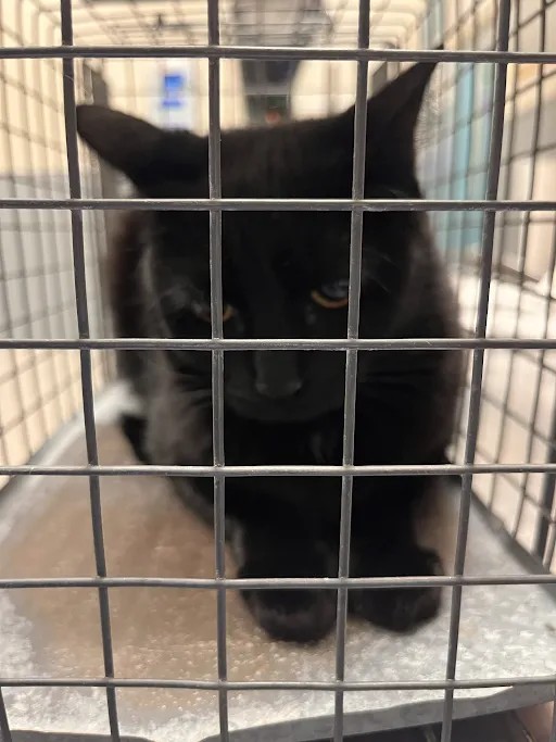 Shelter Stray Female Cat last seen Near BLOCK S ROYAL CREST CIR, LAS VEGAS NV 89169, 655 N Mojave Rd, Las Vegas, NV 89101, USA