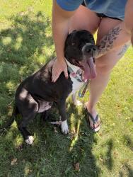 Reunited Male Dog last seen Steffanie Way and Penney Way, Sparks, NV 89431
