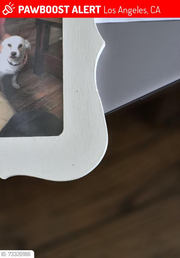 Lost Male Dog last seen Hansen Dam, Los Angeles, CA 91331