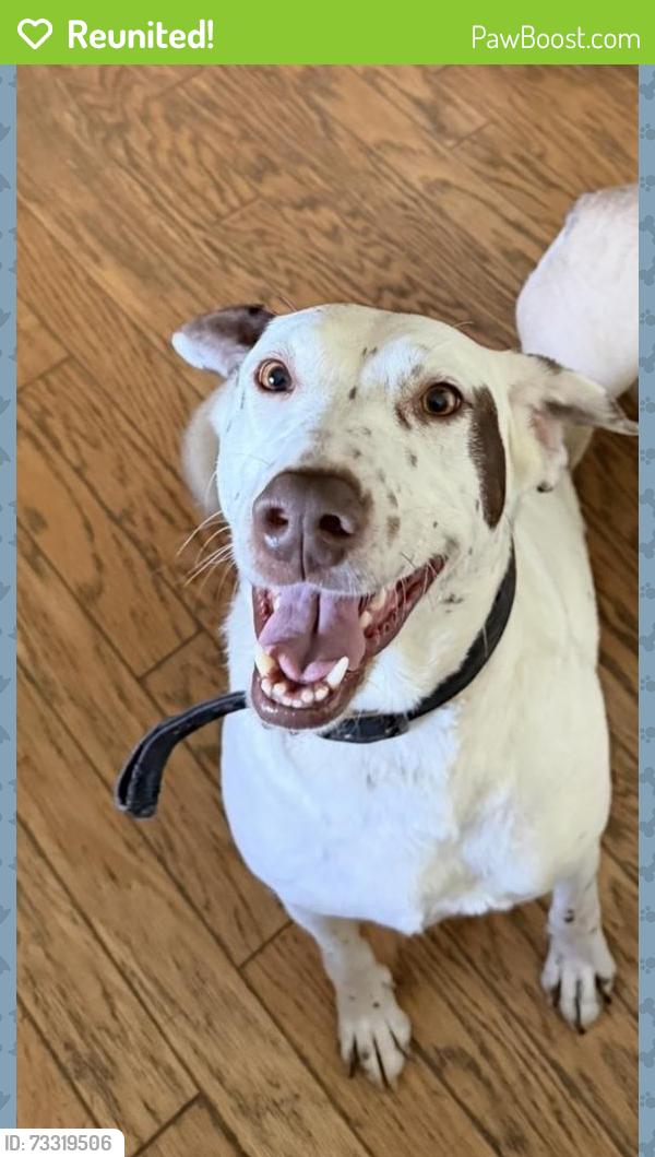 Reunited Female Dog last seen Dallasburg, Harlan Township, OH 45162