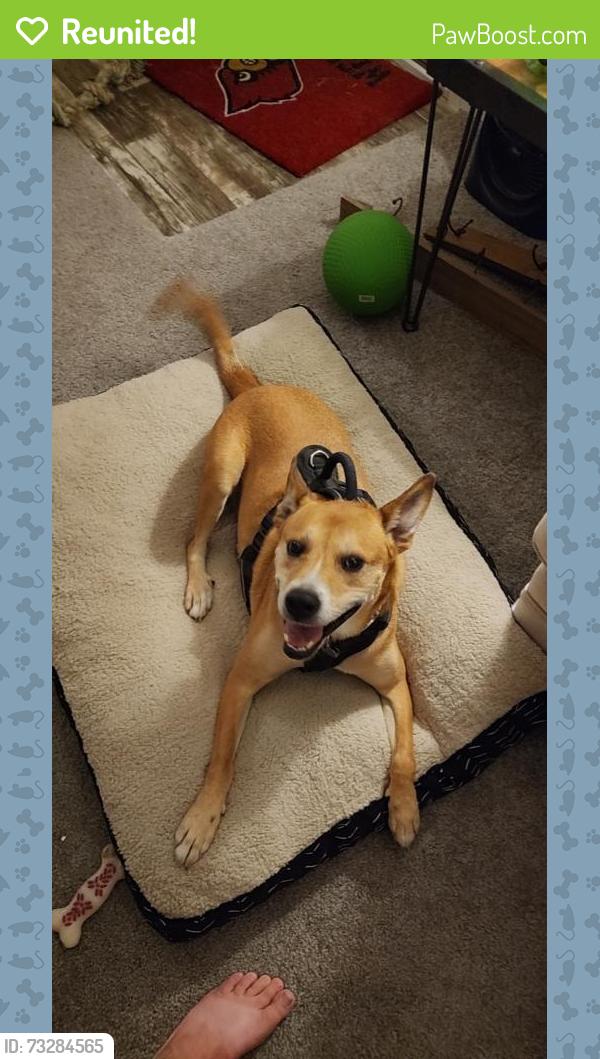 Reunited Male Dog last seen Morris Road, Georgetown, KY 40324