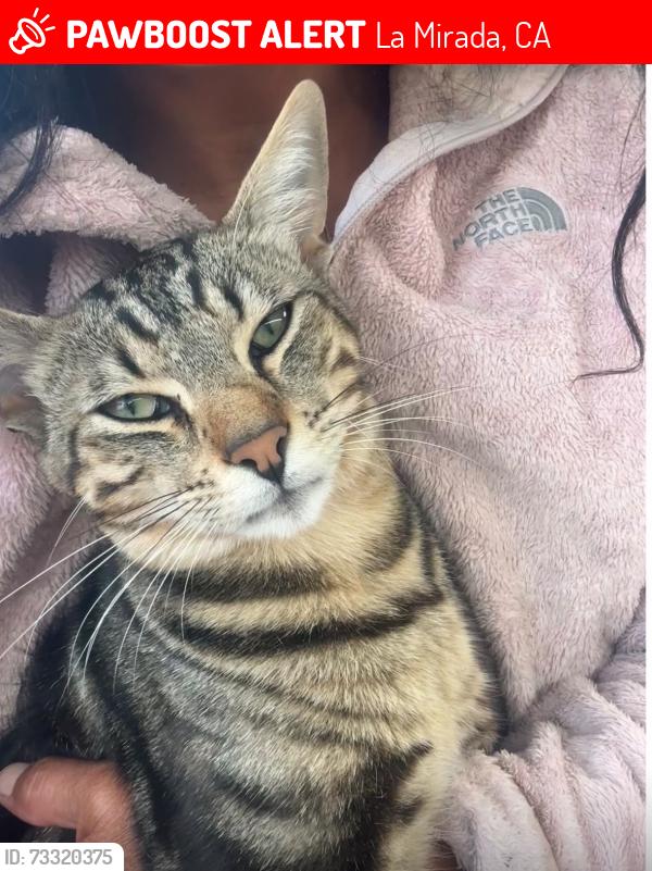 Lost Male Cat last seen Near Hollyview Drive, La Mirada, CA 90638