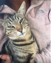 Lost Male Cat last seen Near Hollyview Drive, La Mirada, CA 90638