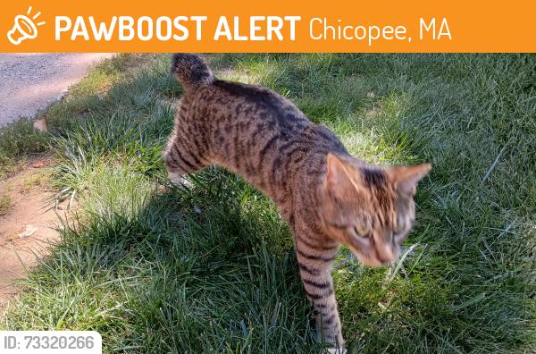 Found/Stray Male Cat last seen Near Dollar Tree near Granby and Montgomery in Chicopee, Chicopee, MA 01020