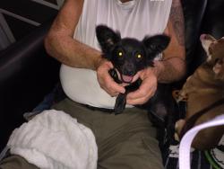 Reunited Female Dog last seen Montara way and Bidwell ln San Jacinto, San Jacinto, CA 92583