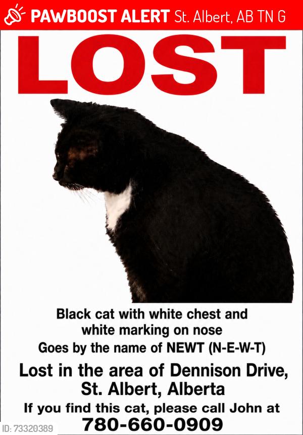 Lost Male Cat last seen Muriel Martin School, St. Albert, AB T8N 6G7