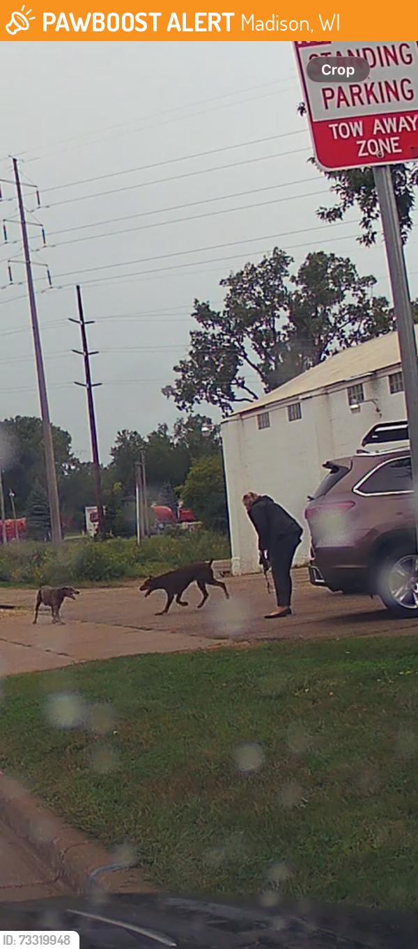 Found/Stray Unknown Dog last seen Sycamore and Walsh Rd near The Boneyard, Madison, WI 53714