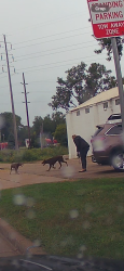 Found/Stray Unknown Dog last seen Sycamore and Walsh Rd near The Boneyard, Madison, WI 53714