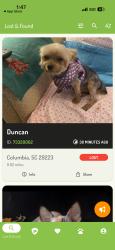 Reunited Male Dog last seen Windsor Gate Dr, Fort Mill, SC 29708, USA, Fort Mill, SC 29708