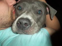 Lost Female Dog last seen Nw Washington blvd hamilton, Hamilton, OH 45013