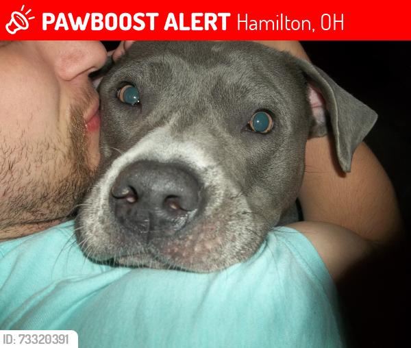 Lost Female Dog last seen Nw Washington blvd hamilton, Hamilton, OH 45013