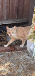 Found/Stray Unknown Cat last seen Highland and Sunset, Los Angeles, CA 90028
