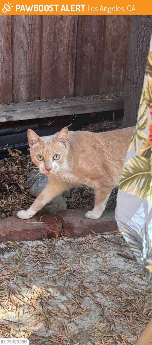 Found/Stray Unknown Cat last seen Highland and Sunset, Los Angeles, CA 90028