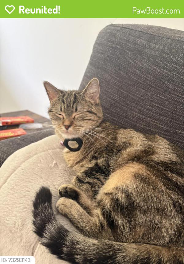 Reunited Female Cat last seen forrest avenue and main street, Winnipeg, MB R2V 1J9