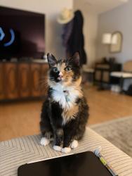 Reunited Female Cat last seen Briarwood rd and Briarwood way, Brookhaven, GA 30319