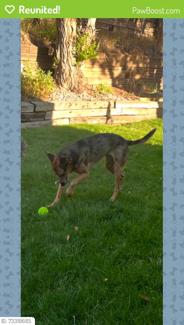 Reunited Male Dog last seen Uintah & Mesa, Colorado Springs, CO 80904