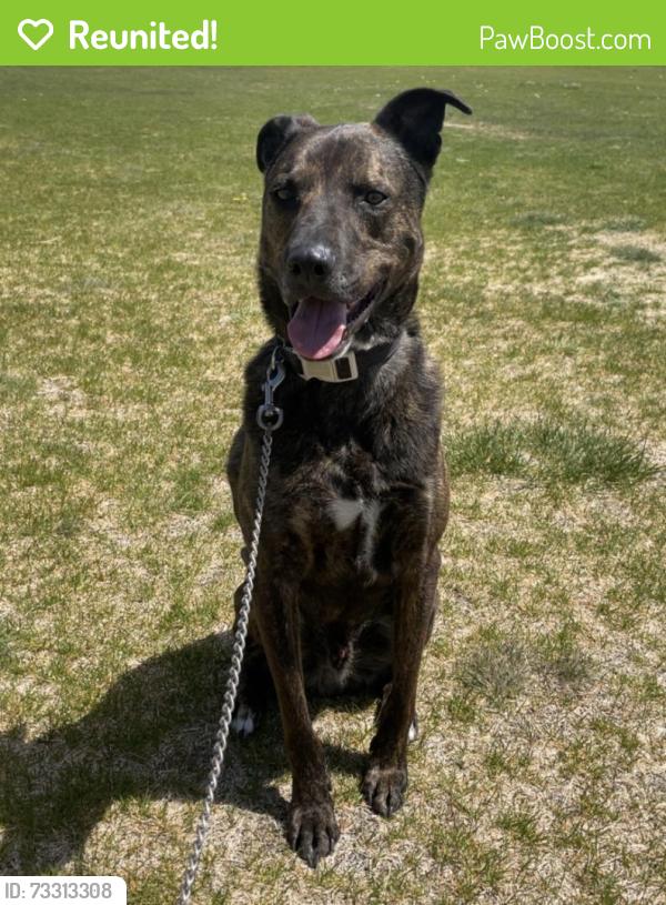 Reunited Male Dog last seen East 69th avenue and Niagara Street, Commerce City, CO 80022