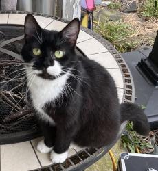 Reunited Female Cat last seen Near Gyro Dr, Middle River, MD 21220, USA, Middle River, MD 21220