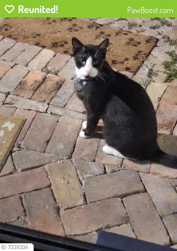 Reunited Male Cat last seen SW 19 TERR BETWEEN 27 AND 29 AVE, Miami, FL 33145