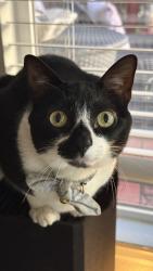 Reunited Female Cat last seen Cortland Broomfield, Arista Pl & Destination Dr, Broomfield, CO 80021