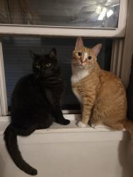 Lost Male Cat last seen Temple st saco, Saco, ME 04072